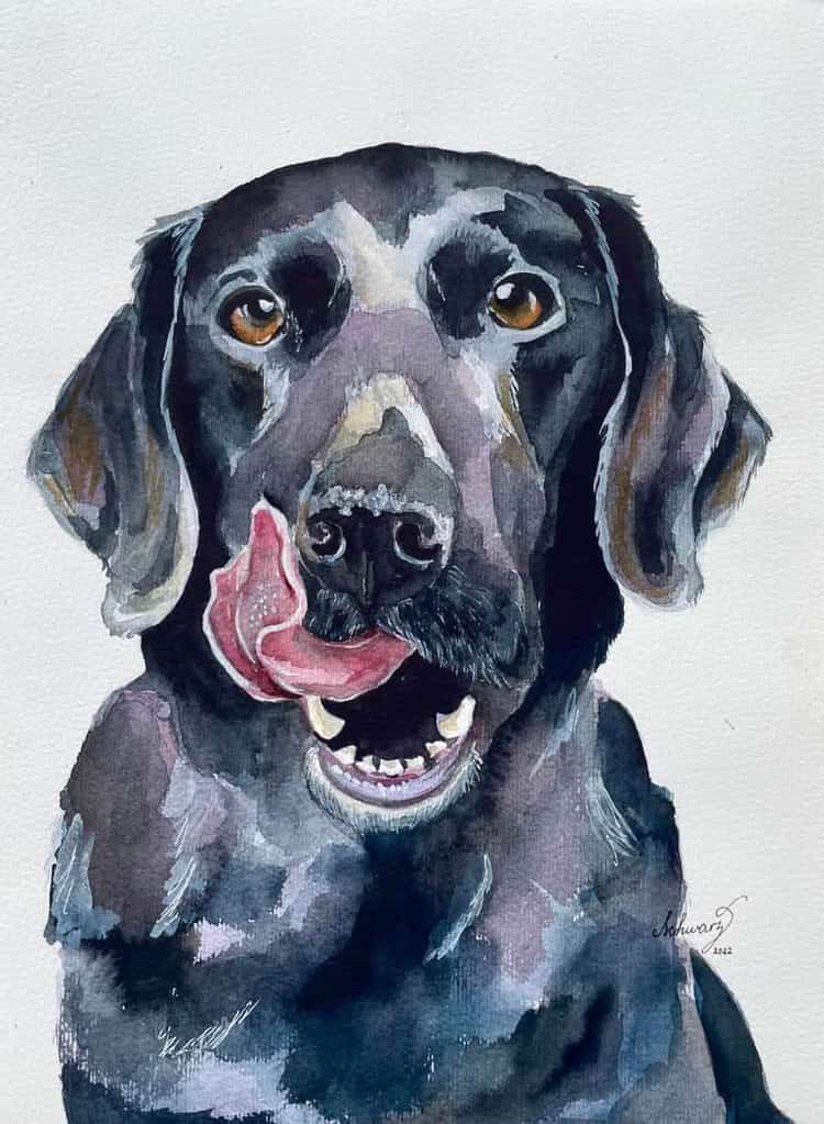Bilde: Labrador